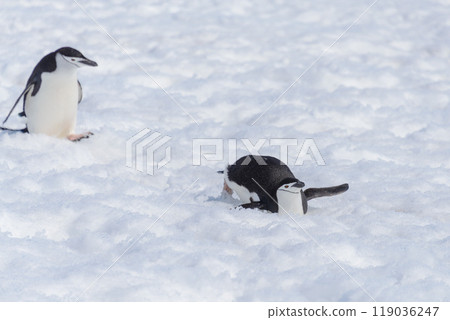 Chinstrap penguin creeping on snow 119036247