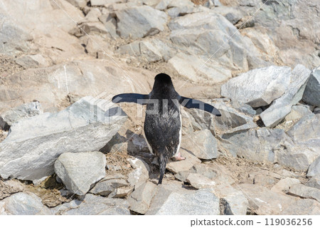 Chinstrap penguin climbing on rock in Antarctica 119036256