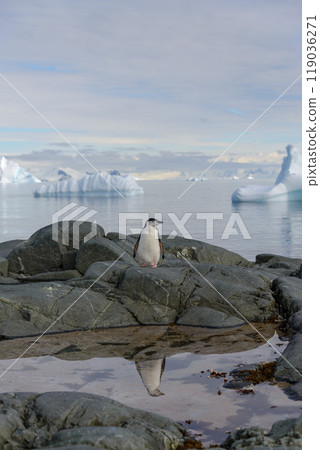 Chinstrap penguin on the rock with reflection in Antarctica 119036271
