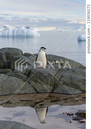 Chinstrap penguin on the rock with reflection in Antarctica Chinstrap penguin on the rock with reflection in Antarctica 119036272