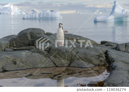 Chinstrap penguin on the rock with reflection in Antarctica 119036274
