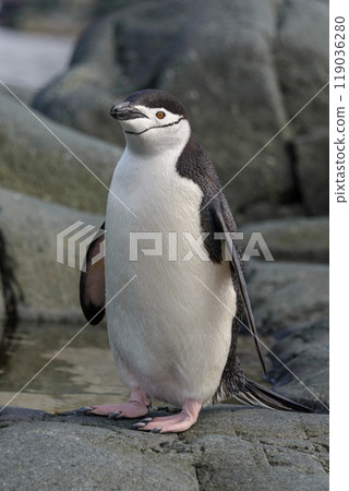 Chinstrap penguin on the rock close up 119036280