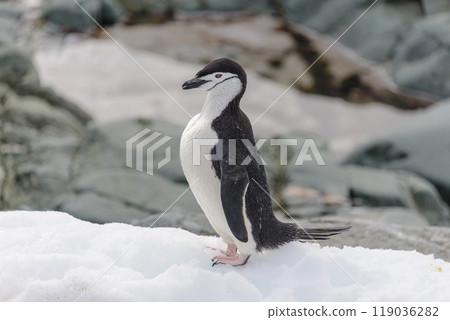 Chinstrap penguin on the snow in Antarctic 119036282