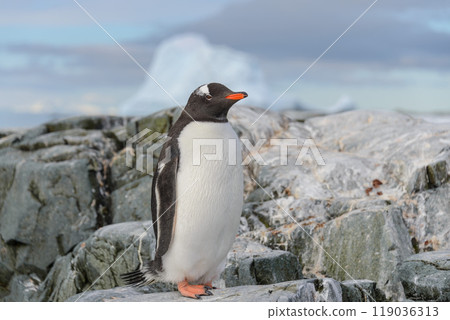 Gentoo penguin on the snow in Antarctic Gentoo penguin on the snow in Antarctic 119036313