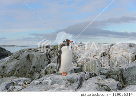 Gentoo penguin on the snow in Antarctic Gentoo penguin on the snow in Antarctic 119036314
