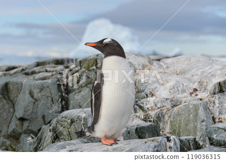 Gentoo penguin on the snow in Antarctic Gentoo penguin on the snow in Antarctic 119036315