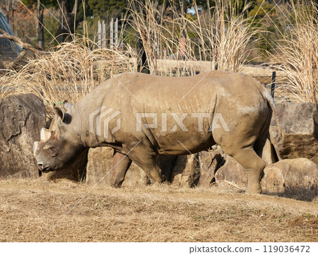 東部黑犀牛散步 東部黑犀牛散步 119036472