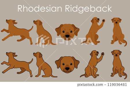 簡單可愛的羅德西亞脊背犬插畫集 119036481