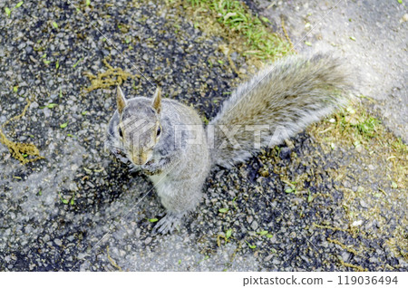 Squirrel eating an acorn in Boston Public Garden, USA Squirrel eating an acorn in Boston Public Garden, USA 119036494