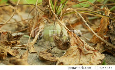 Drought beet sugar field dry land Beta vulgaris altissima garden, very drying up soil cracked close-up, climate change, environmental disaster earth cracks, crop common conditions death plants 119036837