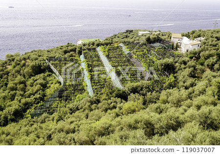 Cultivated fields by the sea near Sorrento, Italy 119037007