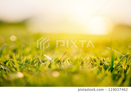 Closeup of lush uncut world of vibrant greenery, A lush green grass field up close for background, ECO concept 119037462