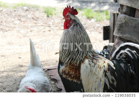 Rooster multicolored with red crest with pants summer sun air and wooden background Rooster multicolored with red crest with pants summer sun air and wooden background 119038035