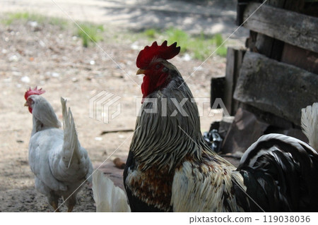 Rooster multicolored with red crest with pants summer sun air and wooden background Rooster multicolored with red crest with pants summer sun air and wooden background 119038036