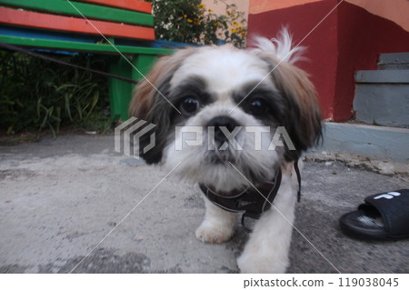 Shih Tzu Close-Up looking at the camera. Portrait of a Small White Dog 119038045