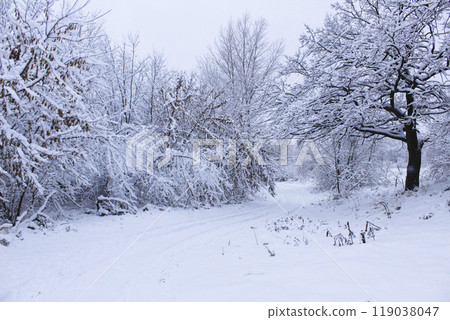 Winter Landscape Trees in Snow. Beautiful winter landscape with snow-covered trees Winter Landscape Trees in Snow. Beautiful winter landscape with snow-covered trees 119038047