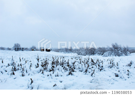 Field under the snow. winter agricultural work. Snow warms the winter crops of the plant 119038053
