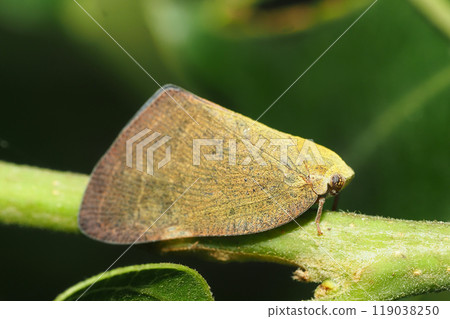 Chinese grasshopper (invasive species) 119038250