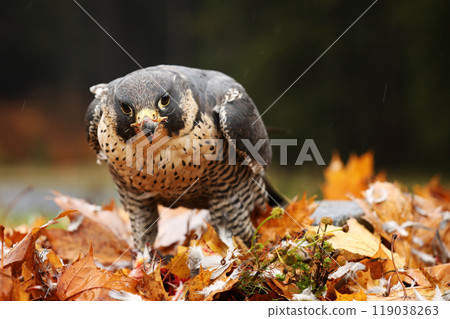 Peregrine Falcon (Falco peregrinus) bird of prey sittingb in colourfull leaves  with catch during autumn season. Falcon witch killed bird. 119038263