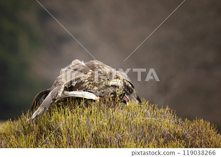 Common buzzard (Buteo buteo) with pheasant prey ion blueberry bush in autumn day.. Wildlife scene from Czech republic Common buzzard (Buteo buteo) with pheasant prey ion blueberry bush in autumn day.. Wildlife scene from Czech republic 119038266