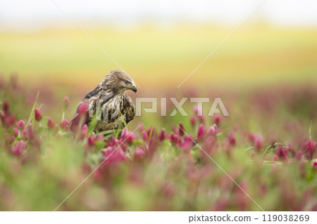 Bird of prey Common Buzzard, Buteo buteo, sitting in clover field. Bird hidden in the meadow with clover. Bird of prey Common Buzzard, Buteo buteo, sitting in clover field. Bird hidden in the meadow with clover. 119038269