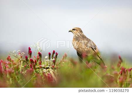 Bird of prey Common Buzzard, Buteo buteo, sitting in clover field. Bird hidden in the meadow with clover. 119038270