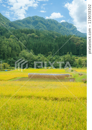 Golden rice fields and rice grown on the grass [Nagano Prefecture] 119038302