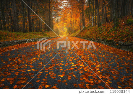Fallen leaves covering a road in beautiful forest in autumn Fallen leaves covering a road in beautiful forest in autumn 119038344