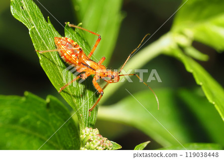 Larvae of the assassin bug Larvae of the assassin bug 119038448