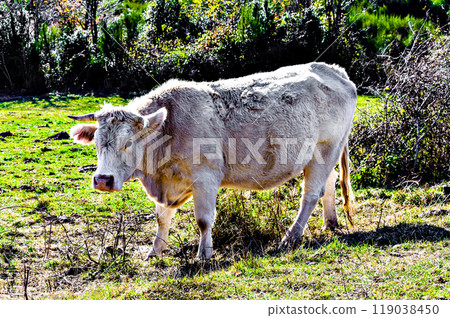 Group of cows grazing in the green fields of Ribes and Freser in Girona, Spain 119038450