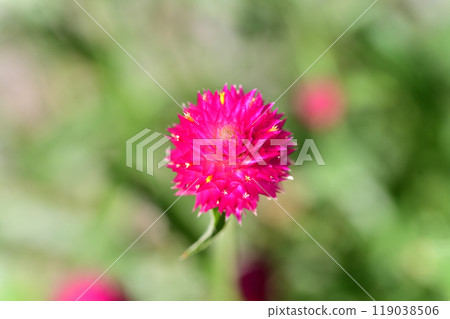 千日紅特寫 119038506