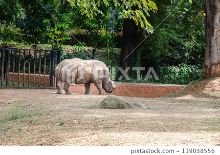 A rhinoceros ( commonly rhino) 119038556