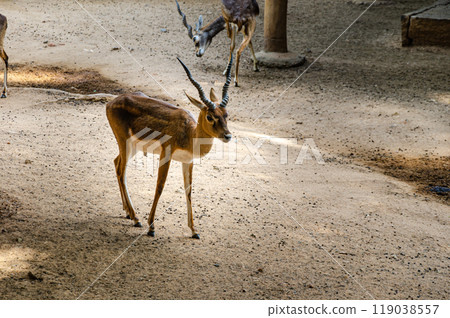 The blackbuck or the Indian antelope 119038557