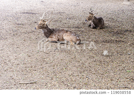 Brown deers with antlers Brown deers with antlers 119038558
