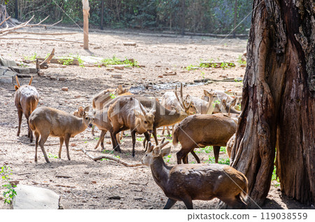 Brown deers with antlers Brown deers with antlers 119038559