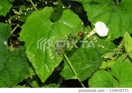 A ladybug feeding on a vine leaf A ladybug feeding on a vine leaf 119038771
