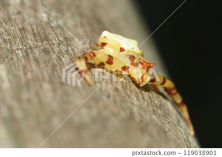 Azuchigumo（女） 119038901