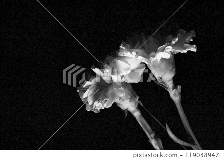 Monotone carnations on a black background 119038947