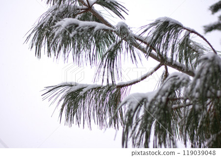 pine needles covered with snow, winter 119039048
