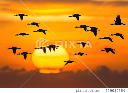 Dramatic flock of birds flying in sunset sky 119039364
