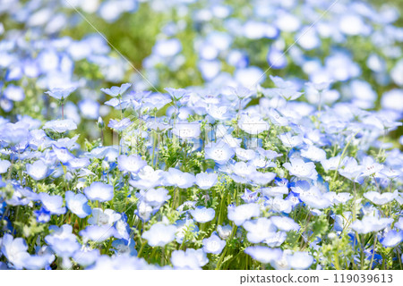 [Hitachi Seaside Park] Nemophila flowers at Miharashi Hill in full bloom 119039613
