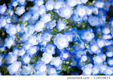 [Hitachi Seaside Park] Nemophila flowers at Miharashi Hill in full bloom 119039635