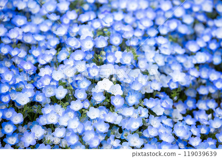 [Hitachi Seaside Park] Nemophila flowers at Miharashi Hill in full bloom 119039639