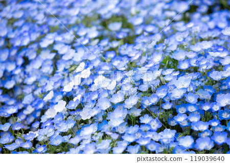 [Hitachi Seaside Park] Nemophila flowers at Miharashi Hill in full bloom 119039640