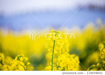 [日立海濱公園] 油菜花和粉蝶花盛開 119039642
