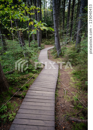 Empty ecological trail in dense dark coniferous forest in autumn. Hiking trail in woodland Empty ecological trail in dense dark coniferous forest in autumn. Hiking trail in woodland 119040453