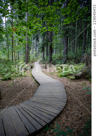 Ecological winding wooden pathway in national park through dark coniferous spruce forest. Trail hike Ecological winding wooden pathway in national park through dark coniferous spruce forest. Trail hike 119040455