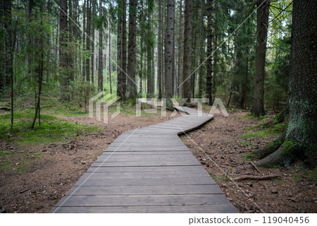 Ecological winding wooden pathway in national park through dark coniferous spruce forest. Trail hike Ecological winding wooden pathway in national park through dark coniferous spruce forest. Trail hike 119040456