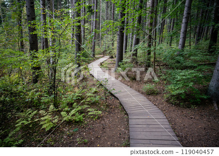 Ecological winding wooden pathway in national park through dark coniferous spruce forest. Trail hike Ecological winding wooden pathway in national park through dark coniferous spruce forest. Trail hike 119040457