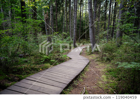 Empty ecological trail in dense dark coniferous forest in autumn. Hiking trail in woodland 119040459